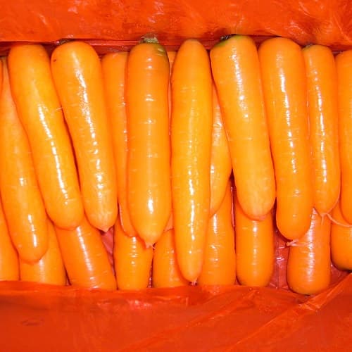fresh carrots supplier from china